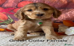 Cocker Spaniel dogs for sale: Outstanding KC Show Cocker Spaniels 🩷 - Image 7