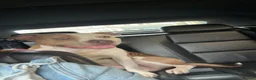 Mixed Breed dogs for sale: Lovely boy patch  in Halifax - Advert 5