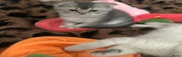 Scottish Fold cats for sale: Scottish Fold  kittens ❤️READY TO LEAVE ❤️ - Advert 10