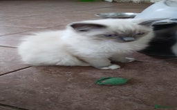 Siberian cats for sale: Beautiful pure Ragdoll  - Image 2