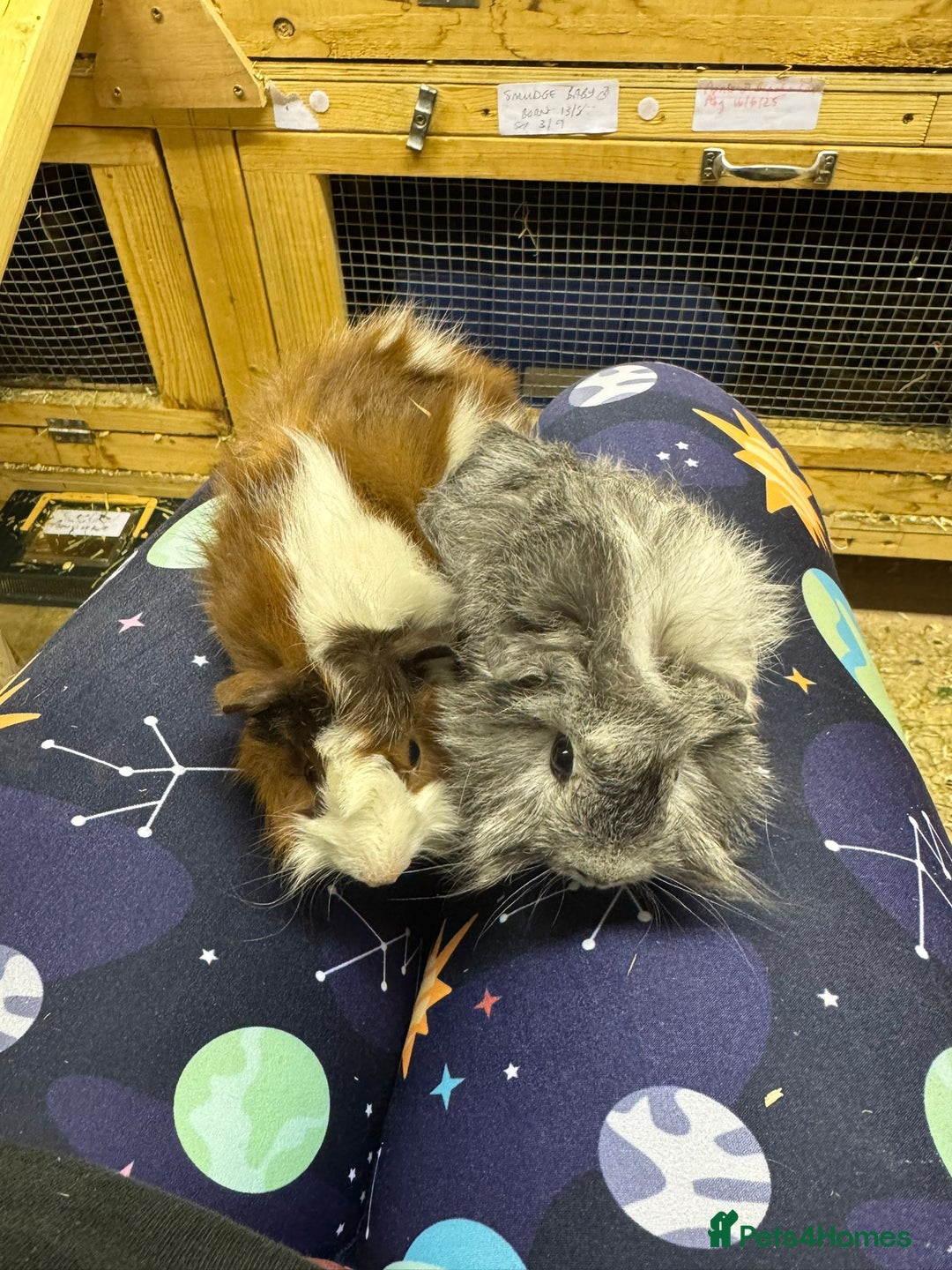Guinea Pig rodents for sale: Beautiful baby male guinea pigs ready now and soon - Image 13