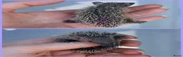 Pygmy Hedgehog rodents for sale: Lesser Tenrec Babies - Advert 3