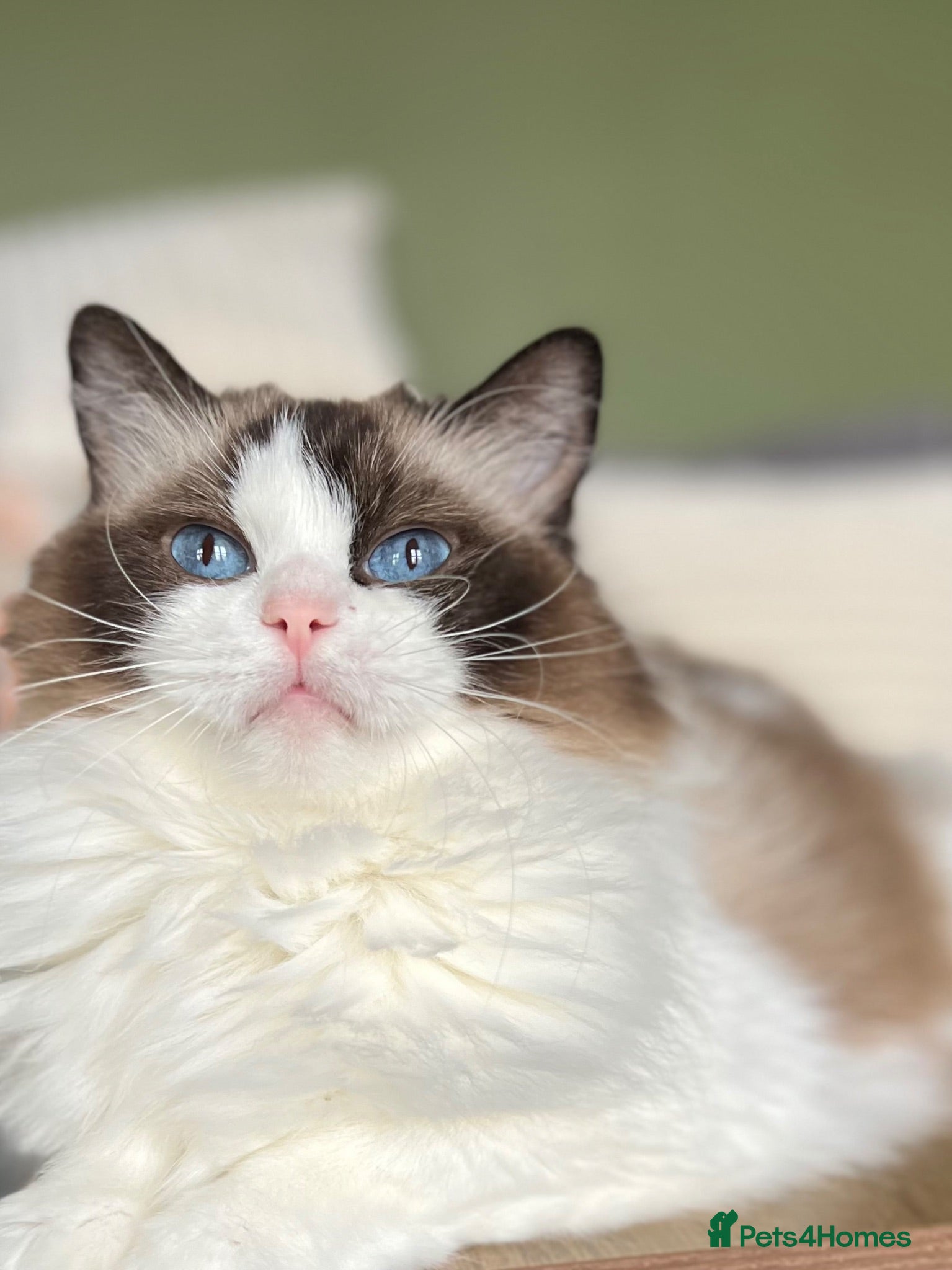 Ragdoll cats Beautiful cuddling ragdoll girl - Advert 1
