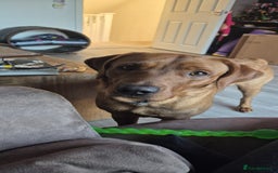 Labrador Retriever dogs for sale: Beautiful Fox Red Lab - Advert 3