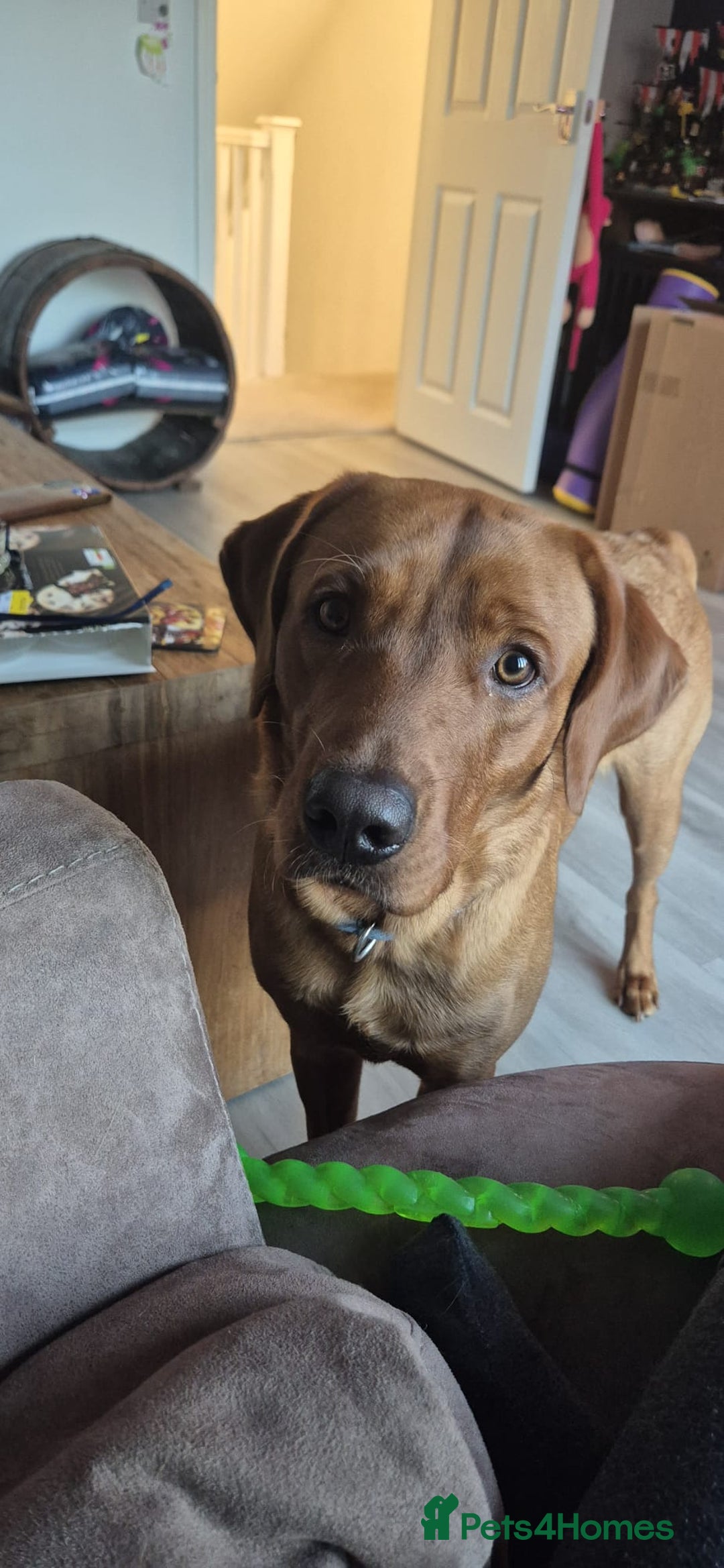 Labrador Retriever dogs for sale: Beautiful Fox Red Lab - Advert 3