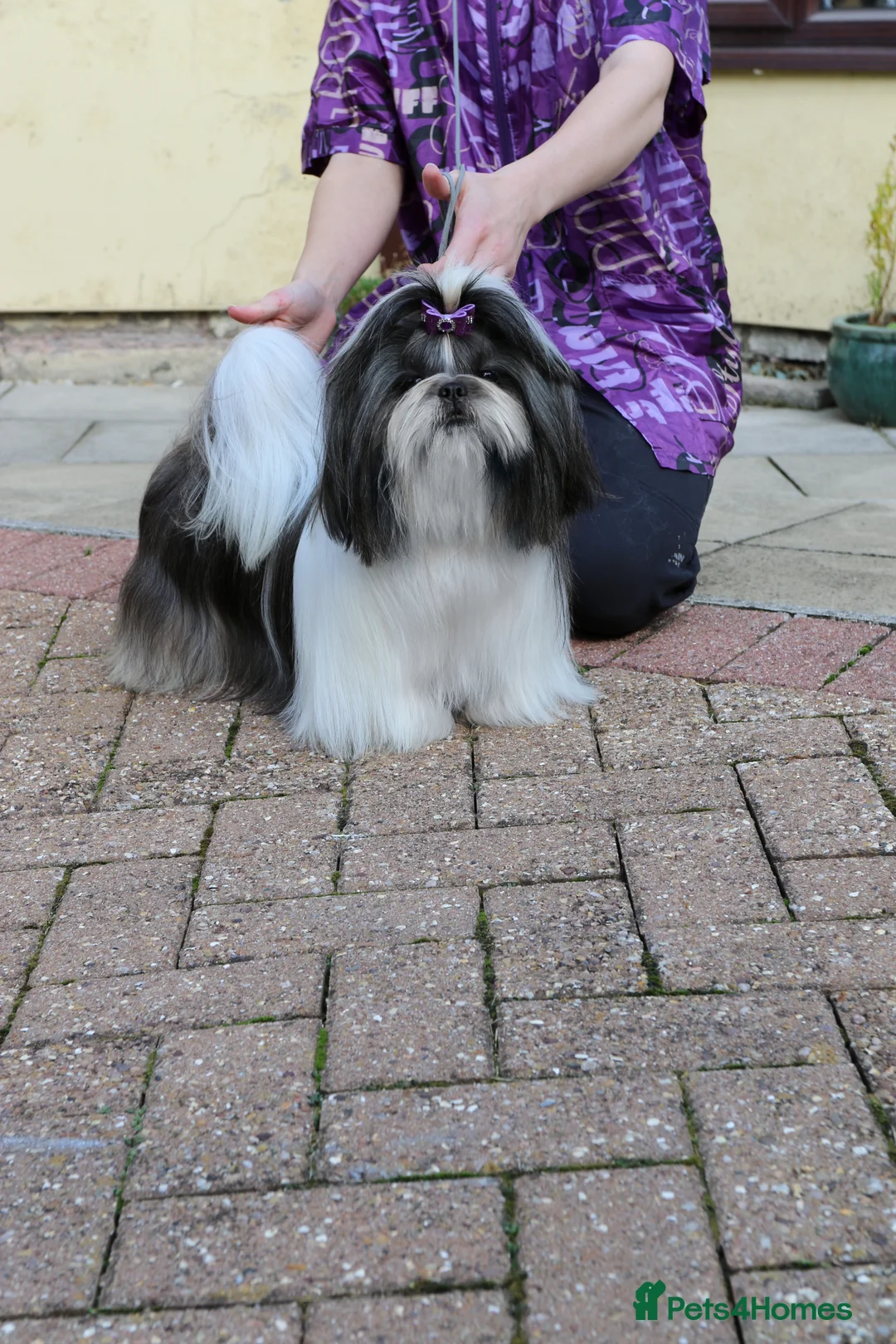 Gallery Image {{count}}