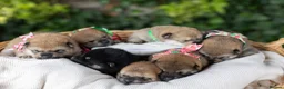 Japanese Shiba Inu dogs for sale: Outstanding original japanice Shiba Inu puppies  - Advert 4