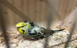 Budgerigars birds for sale: Black Wings and Hagoromo Budgies for Sale - Image 10