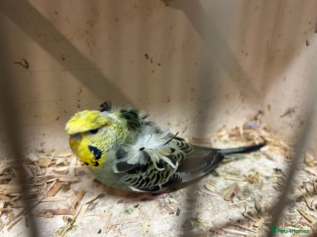 Budgerigars birds for sale: Black Wings and Hagoromo Budgies for Sale - Image 10