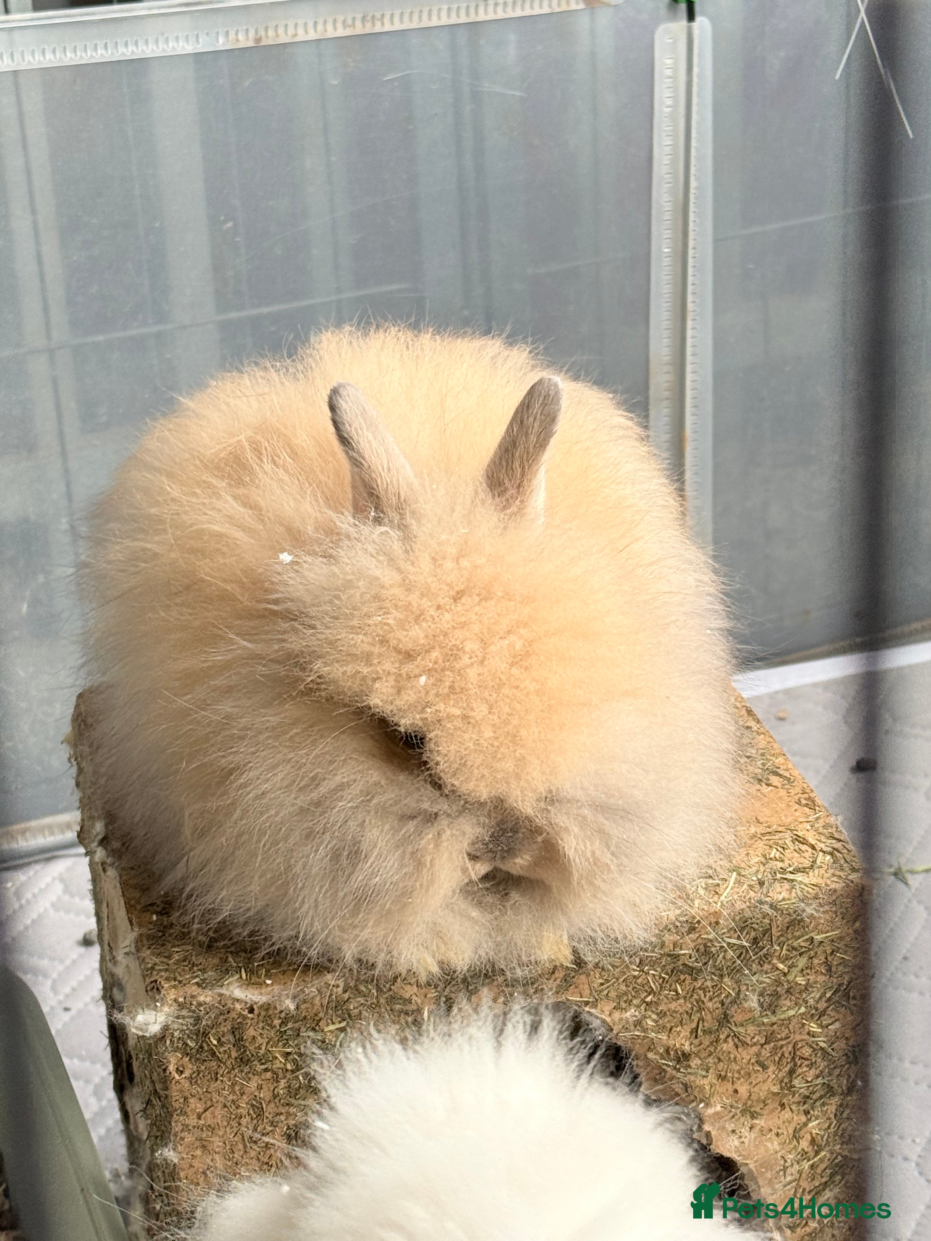 Lionhead rabbits Double Maned Lionhead Babies NOW 🥳 - Advert 9