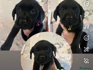 Labrador Retriever dogs 🐾 Gorgeous Labrador Puppies for Sale 🐾 - Advert 6