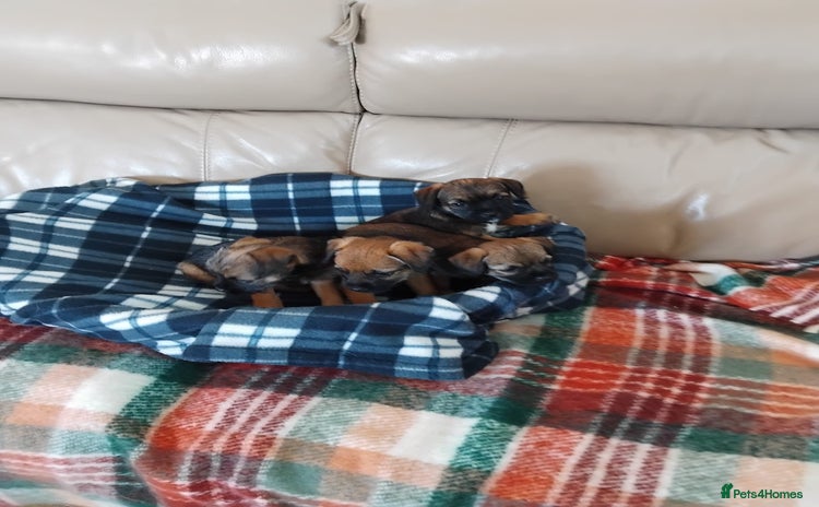 Border Terrier dogs - Advert 1