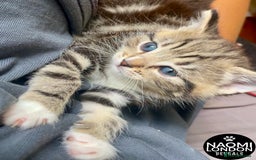 Domestic Shorthair cats for sale: ⭐️ BENGAL KITTENS FOR SALE! ⭐️ - Advert 2