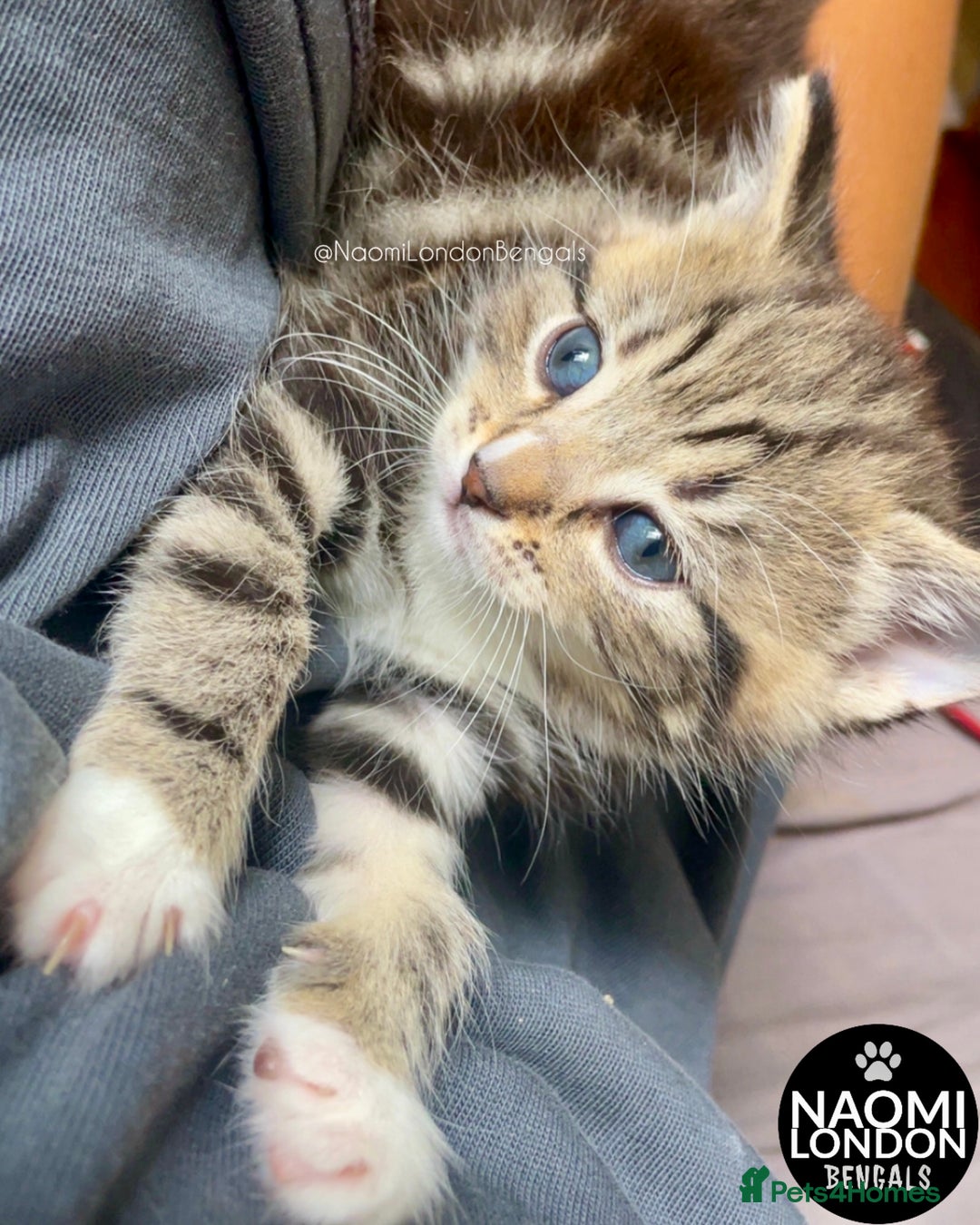 Domestic Shorthair cats for sale: ⭐️ BENGAL KITTENS FOR SALE! ⭐️ - Advert 2