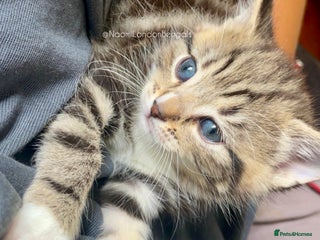 Domestic Shorthair cats - Advert 31