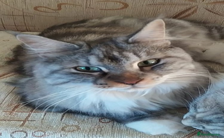 Mixed Breed cats - Advert 2