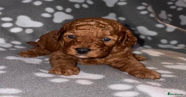 Cockapoo dogs - Advert 10