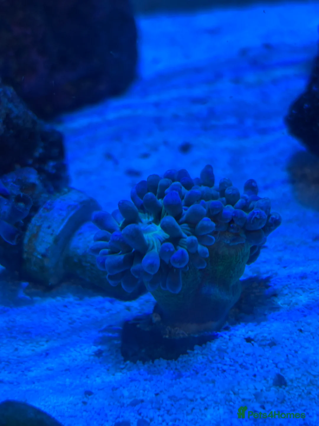 Other/Mixed Breed fish for sale: Fully set up reef tank  in York - Advert 6