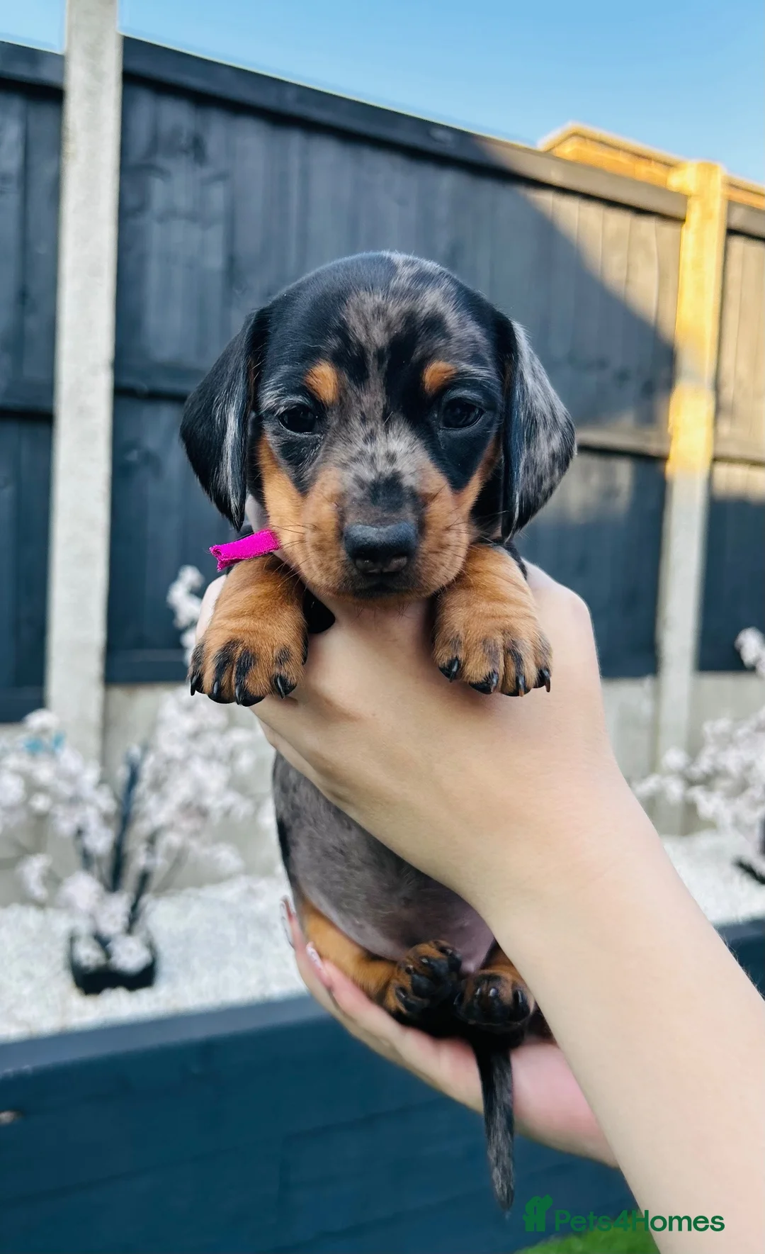 Miniature Dachshund dogs for sale: Miniature dachshund puppies 🩷💙 - Advert 21