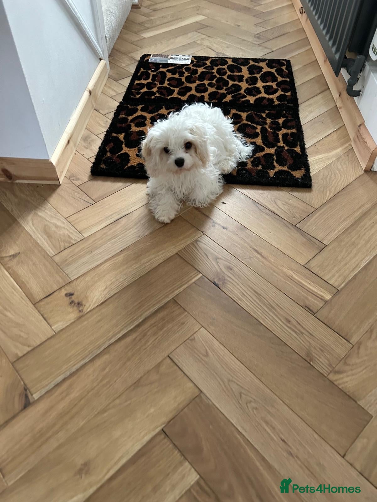 Cavachon dogs White cavachon boy puppy - Advert 18
