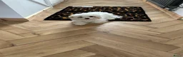 Cavachon dogs for sale: White cavachon boy puppy - Advert 1