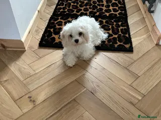 Cavachon dogs White cavachon boy puppy - Advert 9