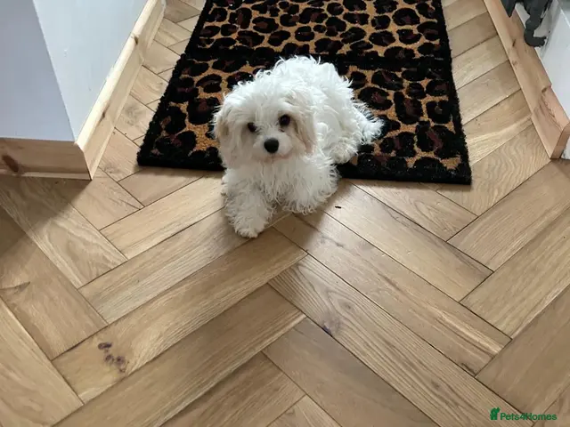 Cavachon dogs White cavachon boy puppy - Advert 1