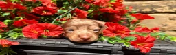 Miniature Dachshund dogs for sale: Long haired miniature dachshund  - Advert 11