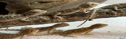 Bearded Dragon reptiles for sale: Baby Bearded Dragons. Visual Dunners & Hypos - Advert 21