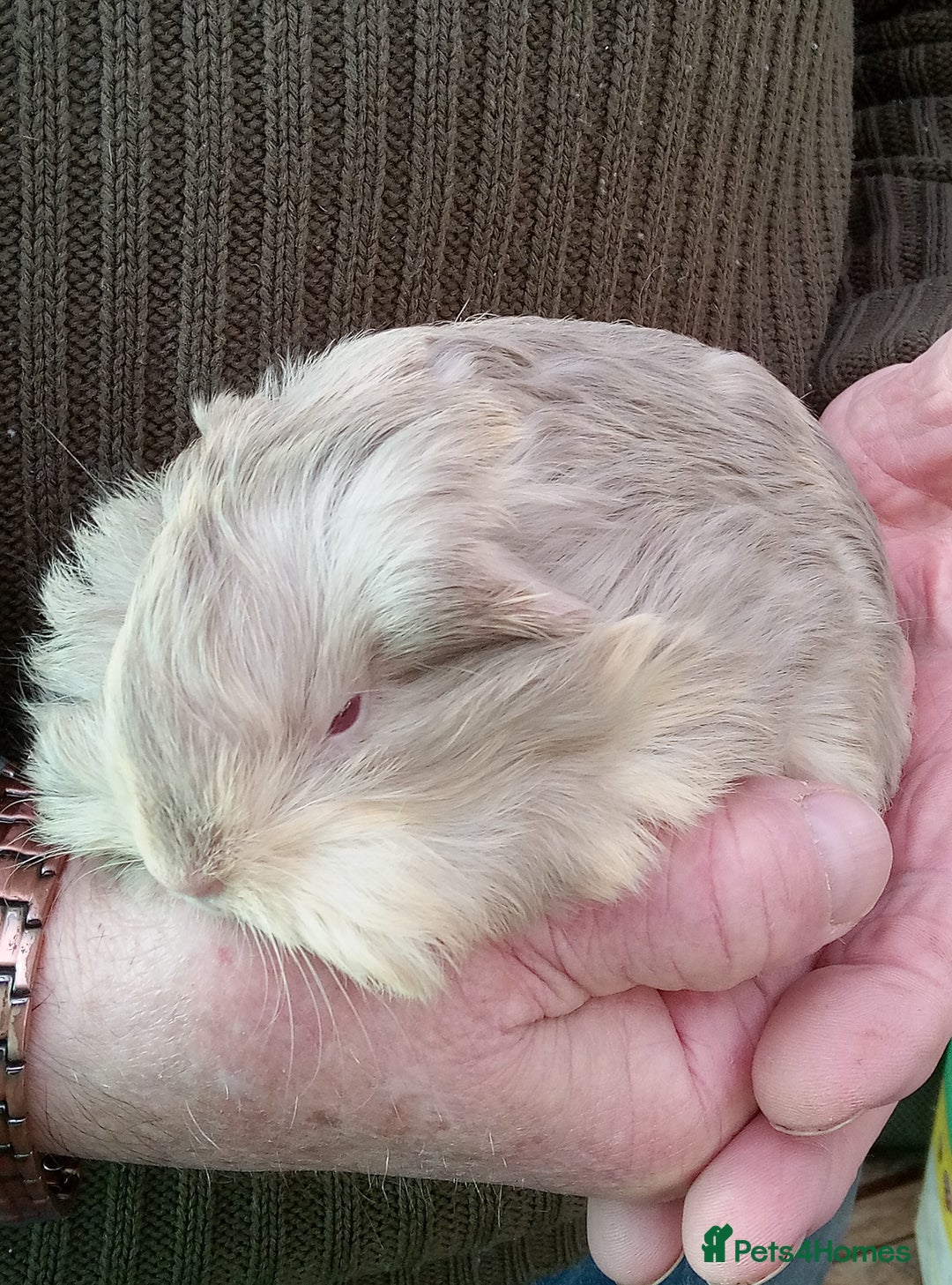 Guinea Pig rodents for sale: Baby long coated Guinea pigs - Advert 5