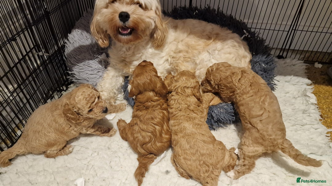 Cavachon dogs for sale: Gorgeous litter cavapoochon puppies - Image 9
