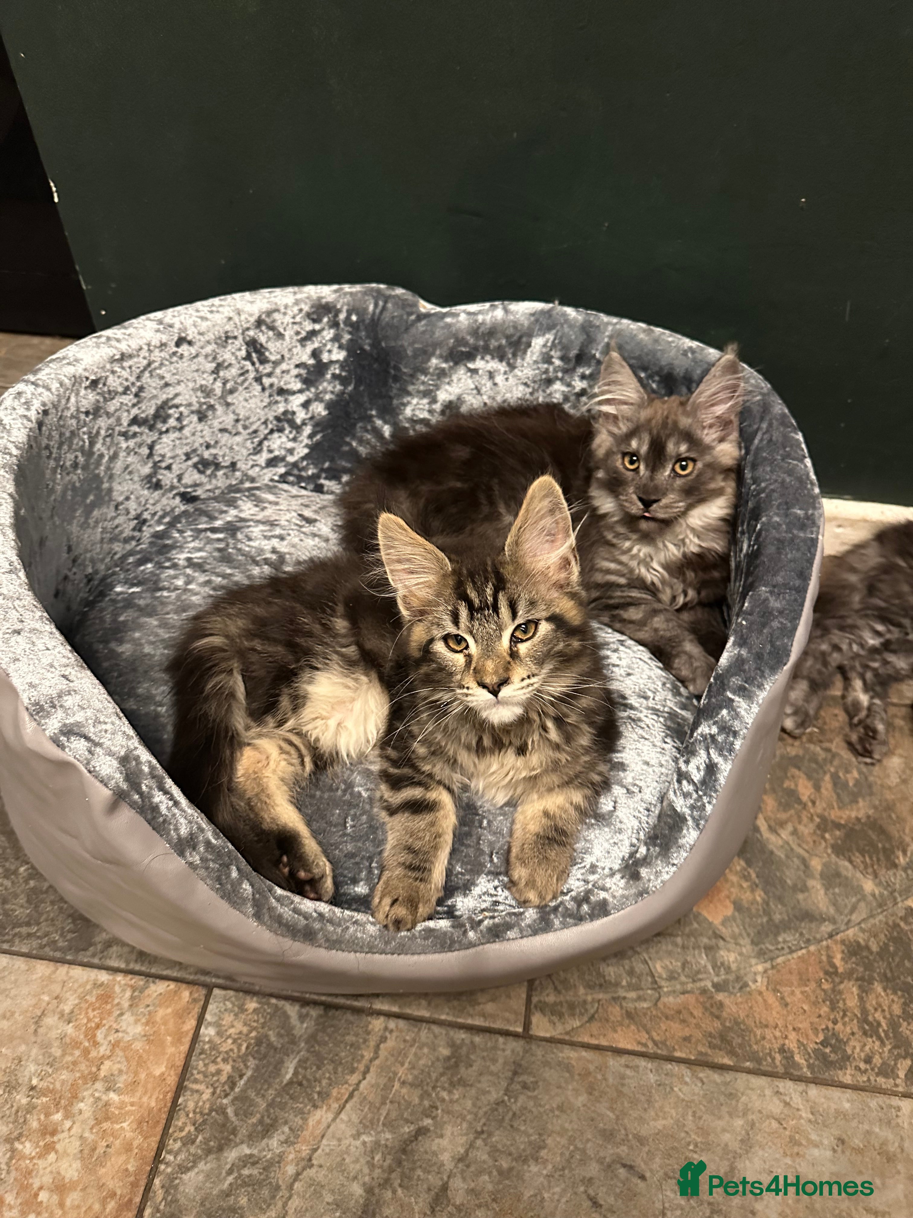 Maine Coon cats Tica Active Kittens ready now - Advert 17