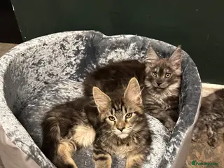 Maine Coon cats Tica Active Kittens ready now - Advert 17