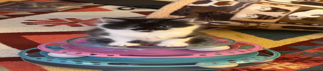 Mixed Breed Kitten 2