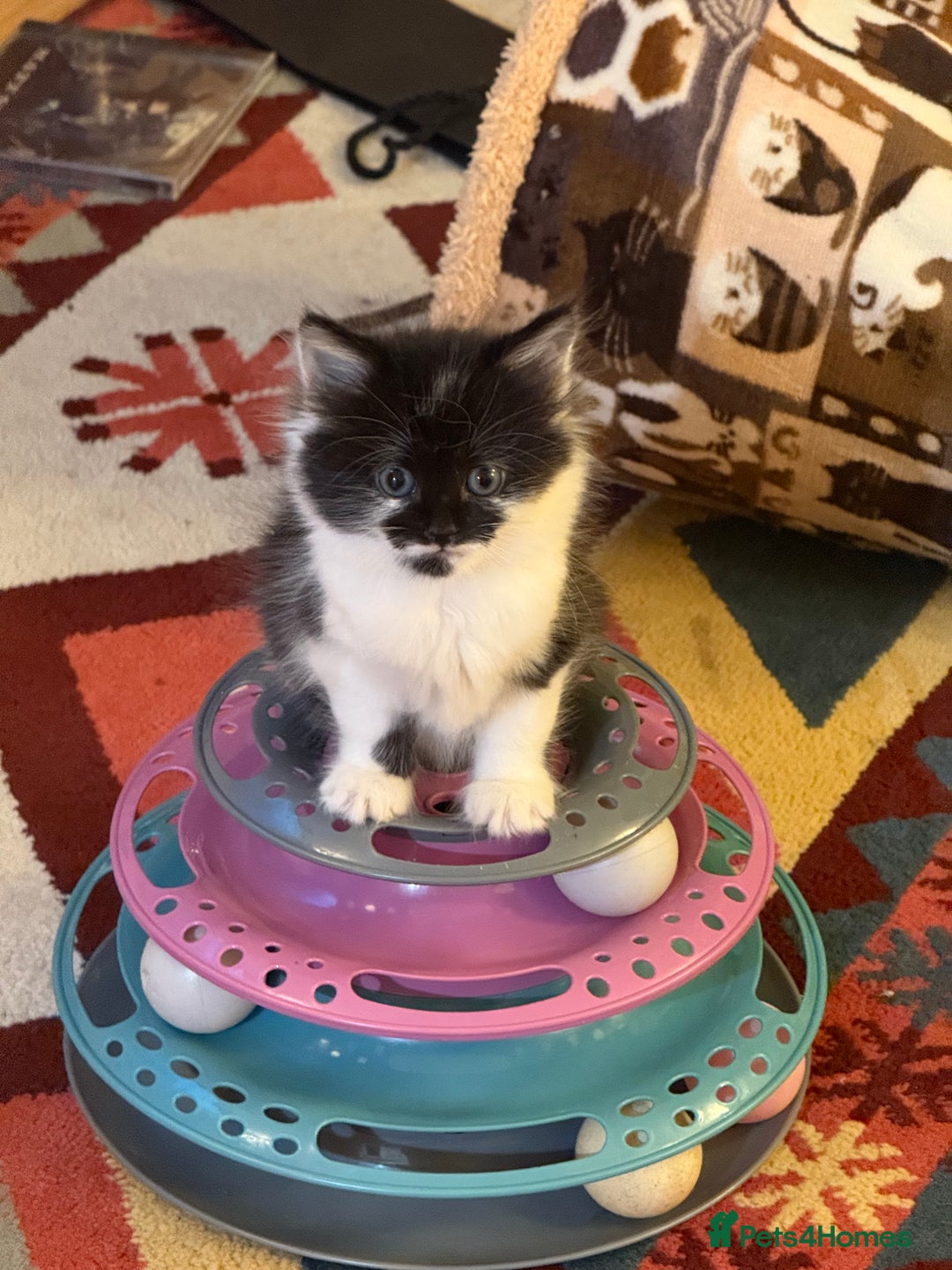 Mixed Breed cats for sale: 5 gorgeous fluffy tuxedo kittens - Image 1