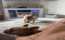 French Bulldog dogs for sale: Male French bulldog  - Image 5