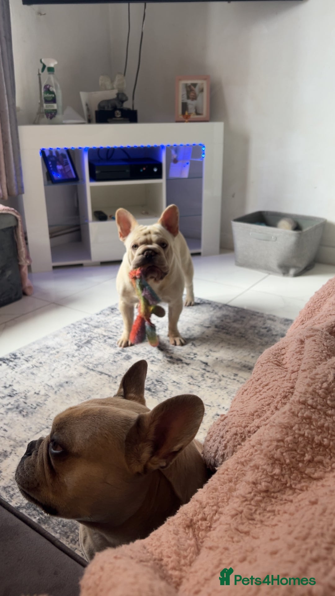 French Bulldog dogs for sale: Male French bulldog  - Image 5