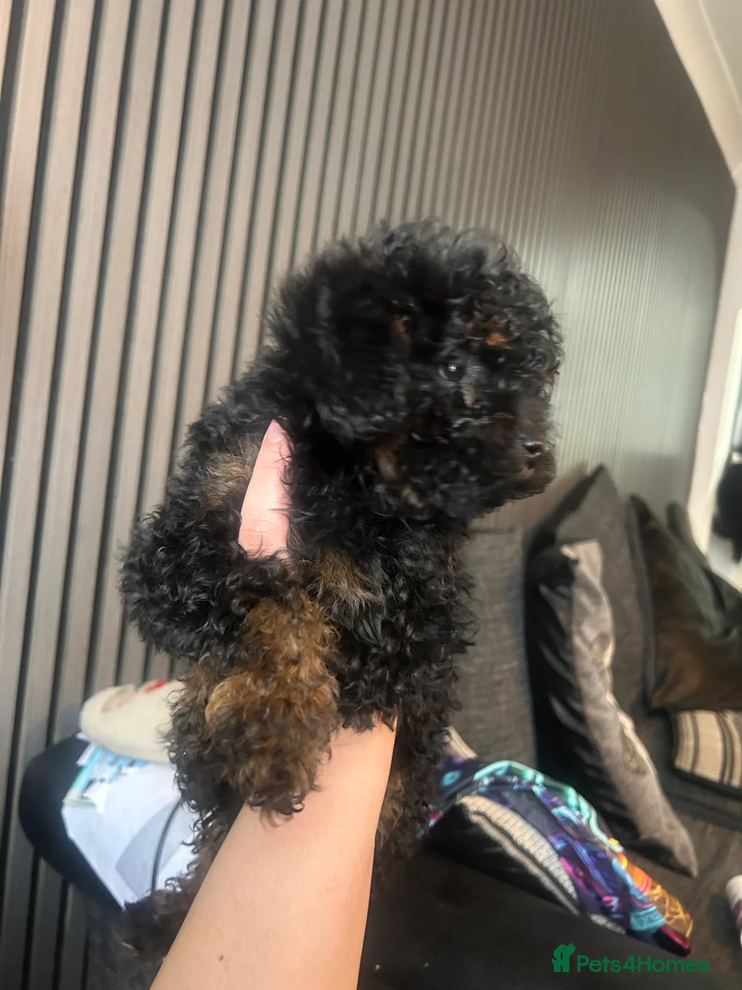 Poochon dogs for sale: poochon  - Advert 2