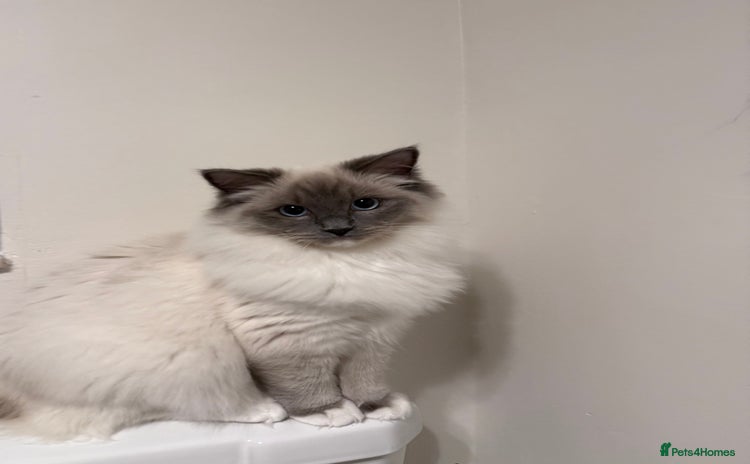 Ragdoll cats - Advert 11