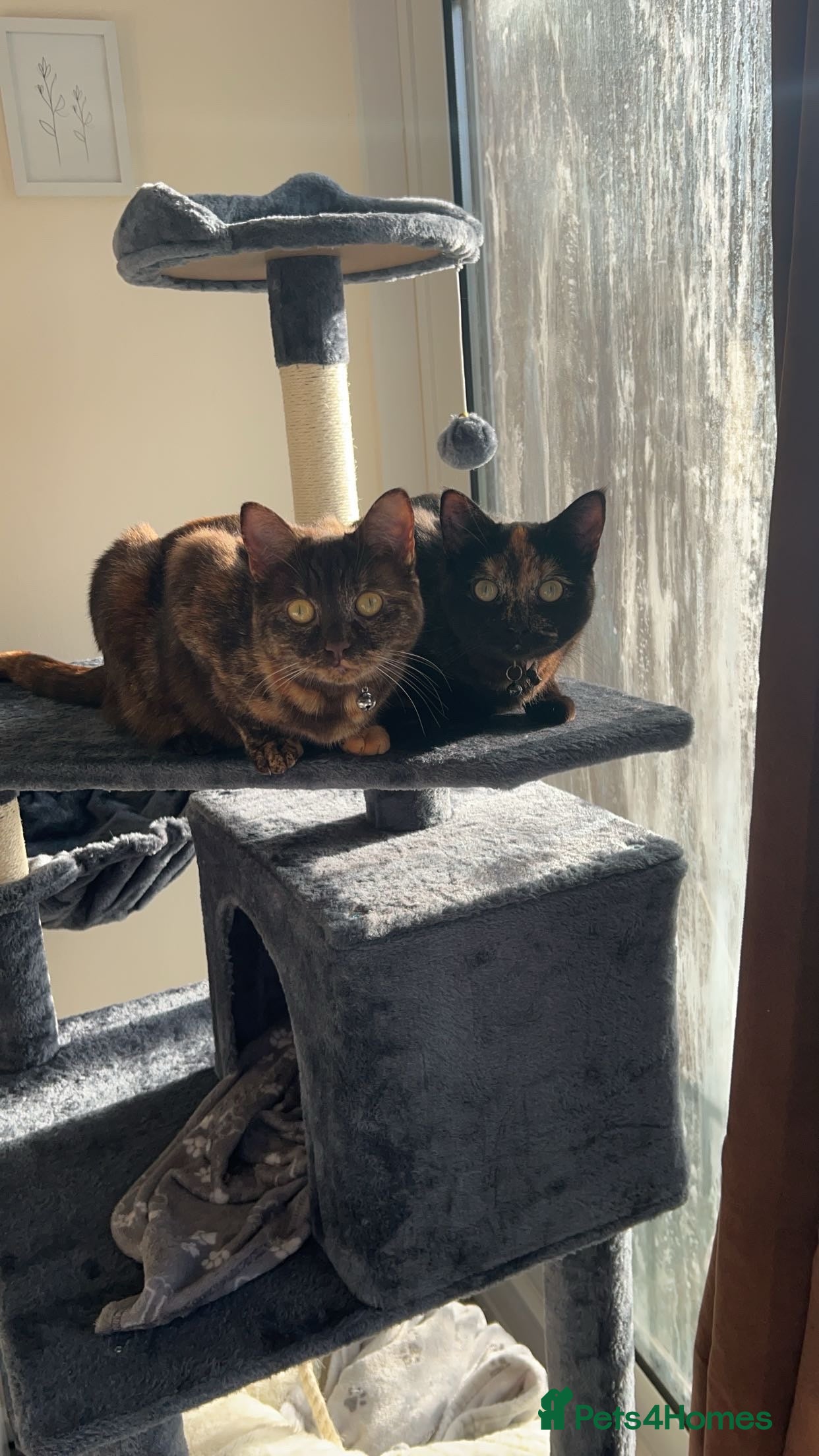 Mixed Breed cats 2 tortoiseshell cats in Exeter - Advert 2