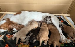Cockapoo dogs for sale: F1 Cockapoo puppies - Image 9