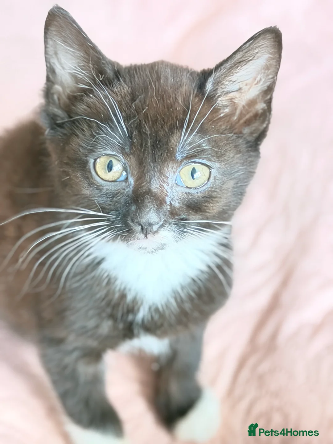 British Shorthair cats for sale: Purr-fect  **  Kittens Ready for new home - Advert 31