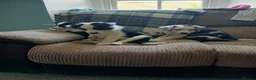 Border Collie dogs for sale: Beautiful border collie puppies  - Advert 3