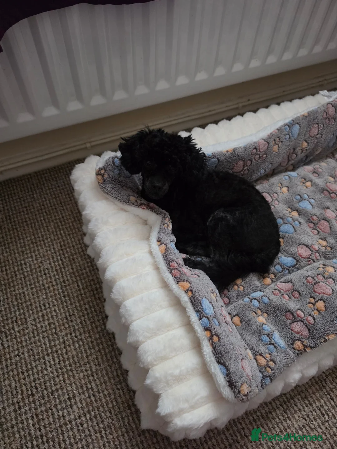 Toy Poodle dogs for sale: Tiny toy poodle  - Advert 2