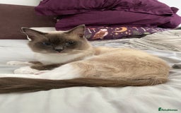 Ragdoll cats for sale: Super affectionate male ragdoll house cat - Advert 6