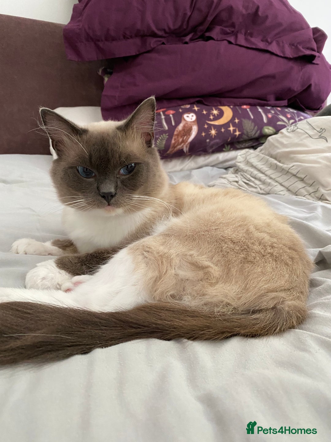 Ragdoll cats for sale: Super affectionate male ragdoll house cat - Advert 6