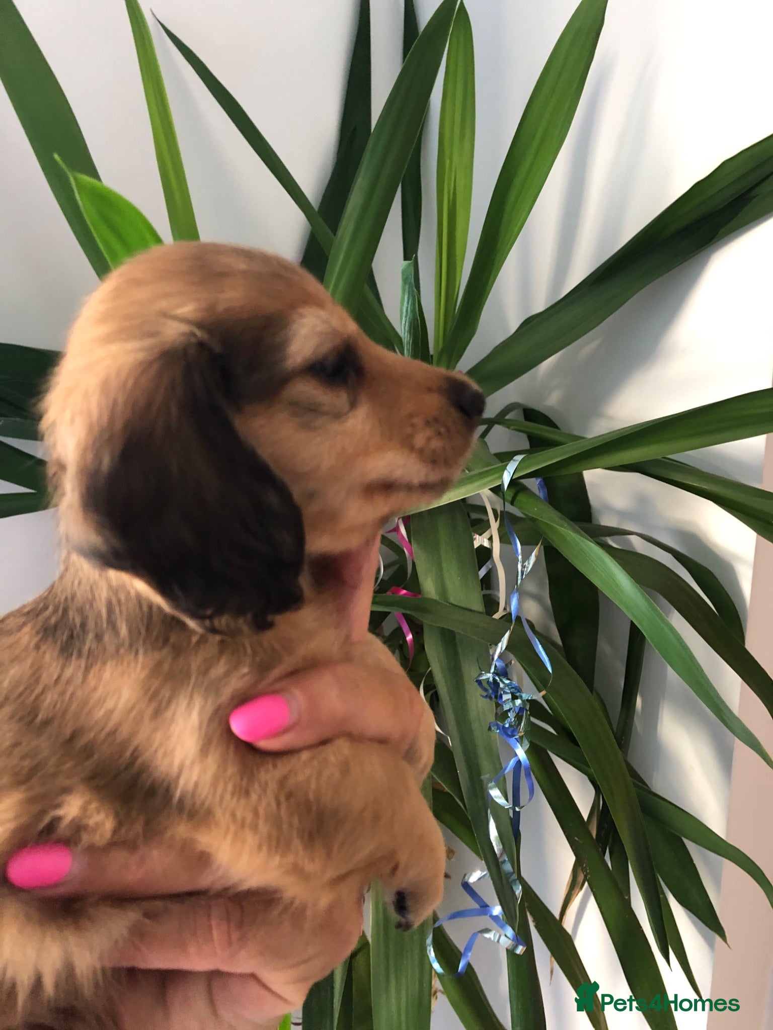 Miniature Dachshund dogs  L/H Miniature Dachshunds K.C Reg - Advert 9