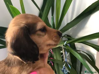 Miniature Dachshund dogs L/H Miniature Dachshunds K.C Reg - Advert 9