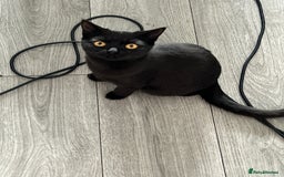 British Shorthair cats for sale: FREE British shorthair cat called mabel - Advert 1