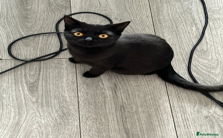 British Shorthair cats FREE British shorthair cat called mabel - Advert 1